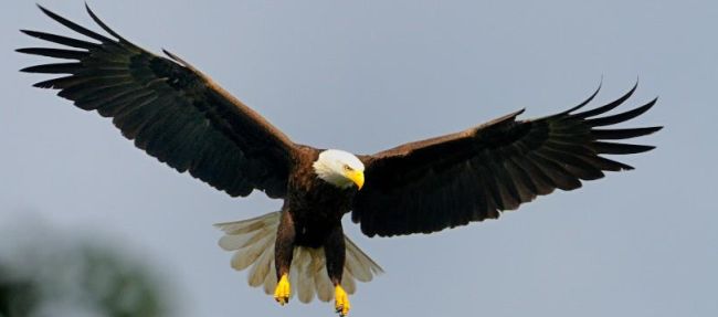 Ospreys Be Warned Bald Eagles Are Back In Marin