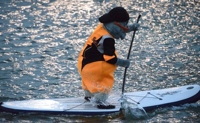 Lou Seal charging the paddleboard!