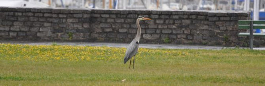 Great Blue Heron San Rafael