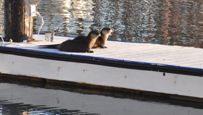 Otters On San Rafael Canal