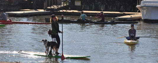 Paddleboard Racing with your dog at 101 Surf Sports