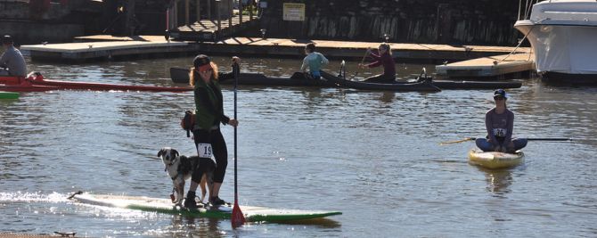 Paddleboard Racing with your dog at 101 Surf Sports