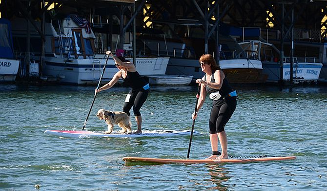 Stand up paddleboard racing with dog