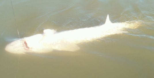 San Pablo Bay Sturgeon Caught (and released) by Ray Brwon 12-29-12