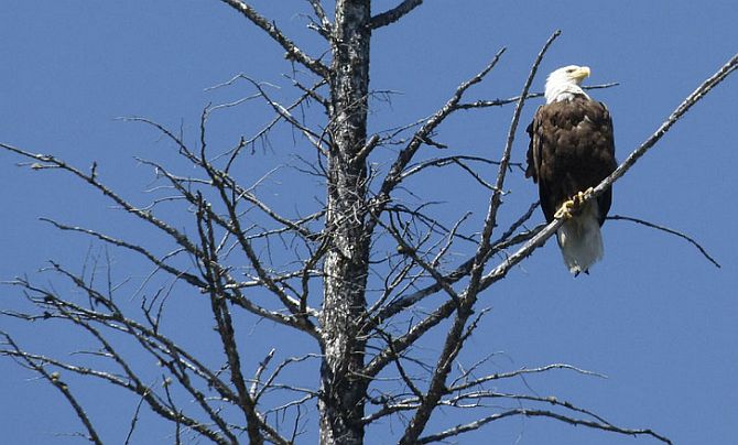 San Rafael Bald Eagle Sighting