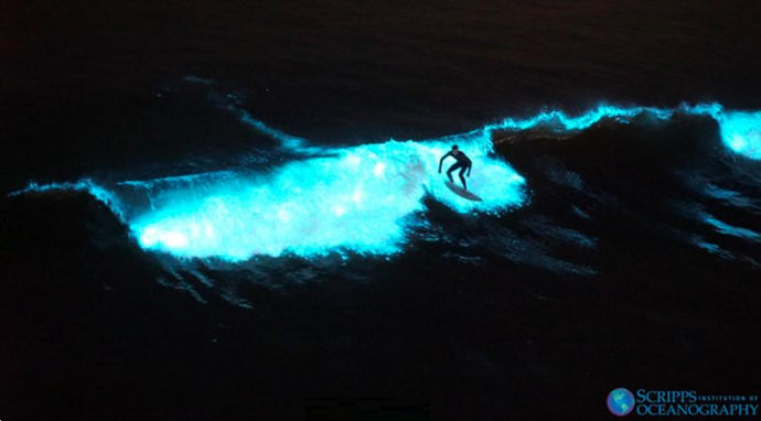 Bioluminescence Blooming By Kayak on Tomales Bay