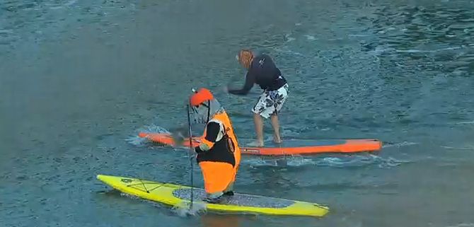 Seals Can Stand Up Paddle With Ferocity