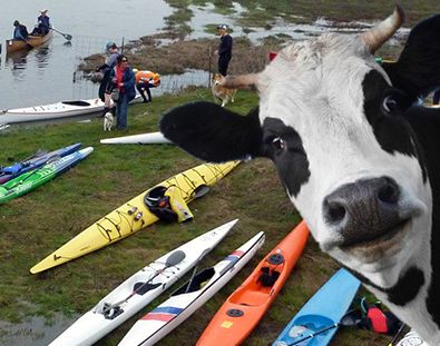 The Cow Patty Pageant paddle race estero americano