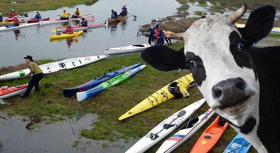 cow patty race on estero americano