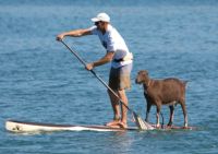 John Hadley and Goat on SUP racing