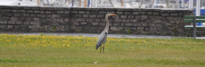 Great Blue Heron San Rafael