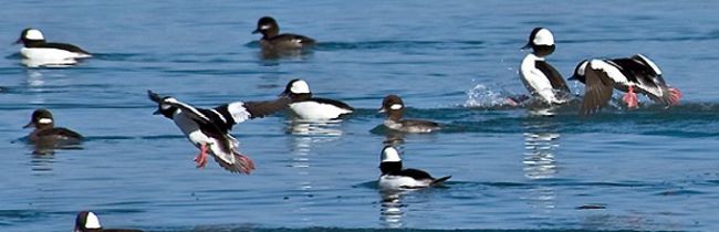 Buffleheads San rafael