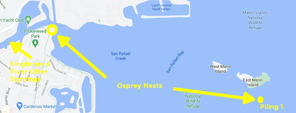 Osprey Nest