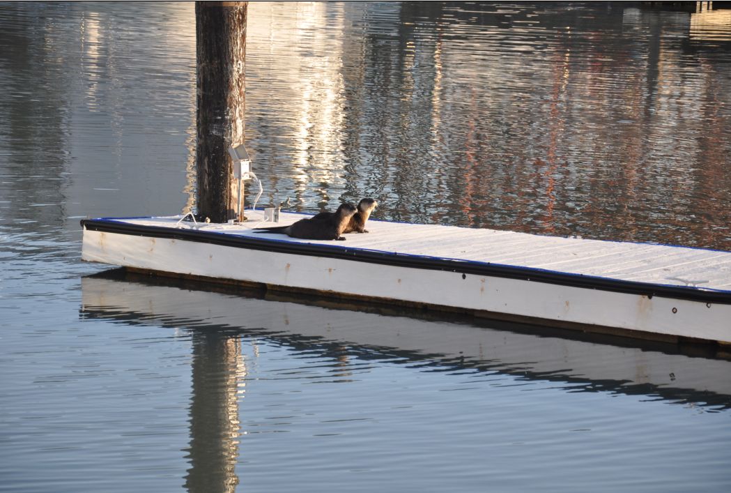 Otters at 101 Surf Sports Stand Up paddling 