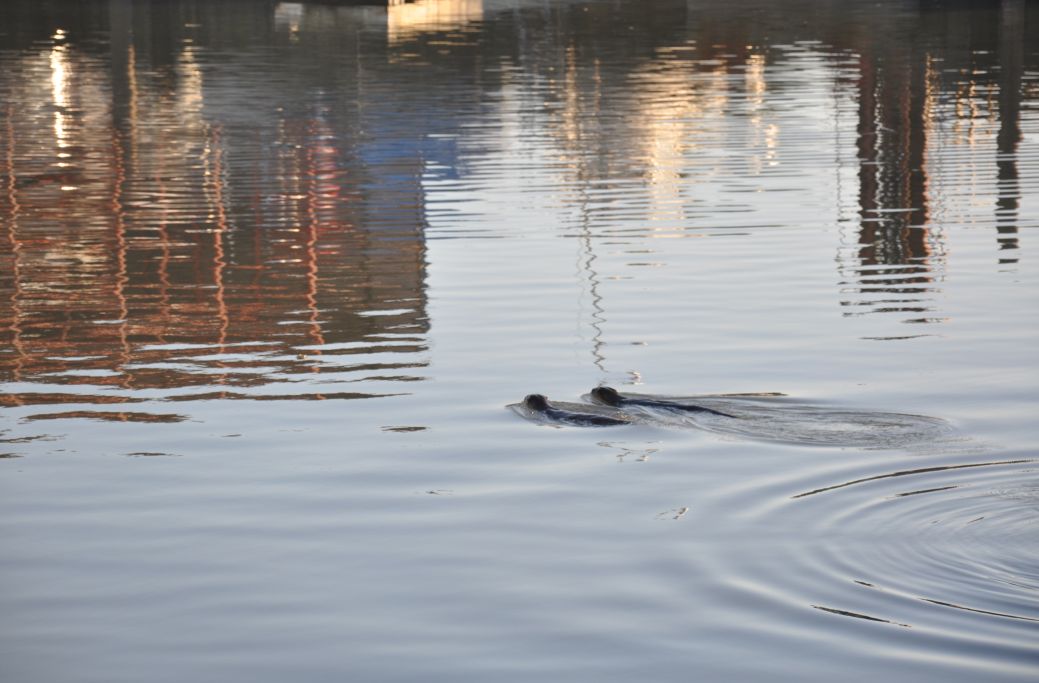 otters20112