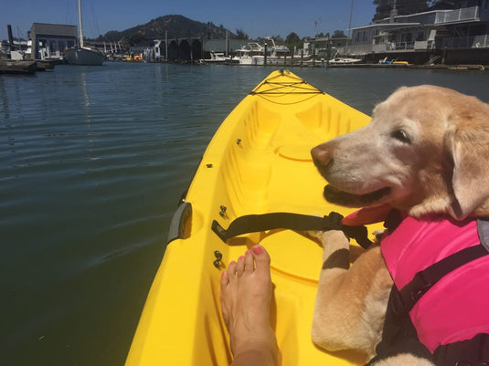 My dog kayaking with me in the canal